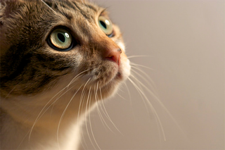 Illustration for article titled Shooting Challenge Pets Gallery 5